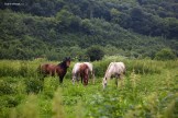 Dombai region.  Photo: K.Galat