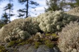 Telemark forests. Photo: D. Pudenko