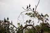 Uganda. Nile river. Photo: Konstantin Galat