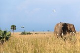 Uganda. "Murchison Falls" national park. Photo: Konstantin Galat