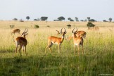 Uganda. "Murchison Falls" national park. Photo: Konstantin Galat