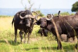 Uganda. "Murchison Falls" national park. Photo: Konstantin Galat