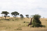 Uganda. "Murchison Falls" national park. Photo: Konstantin Galat