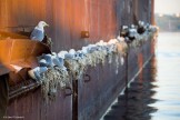 Murmansk seaport. Photo by Konstantin Galat