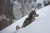 Абхазия. Район Ауатхара. Верный спутник команды RTP. Фото – Сергей Пузанков